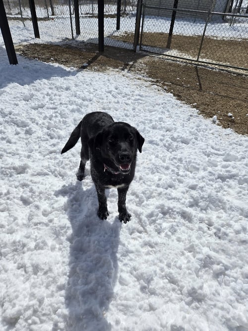 FLAN - Black Labrador Retriever available for adoption