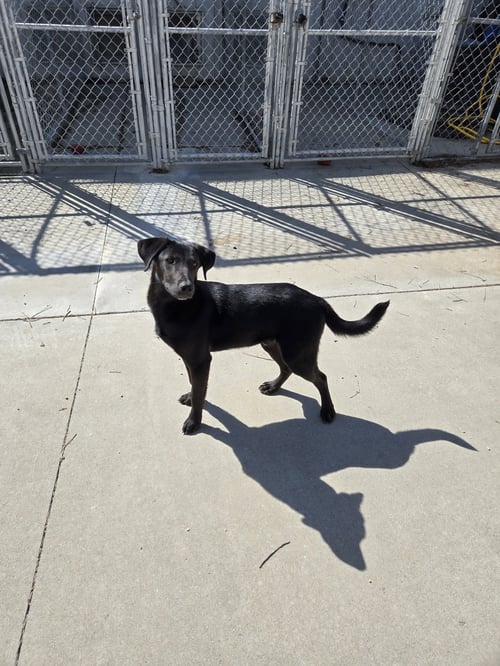 BANKS - Labrador Retriever available for adoption