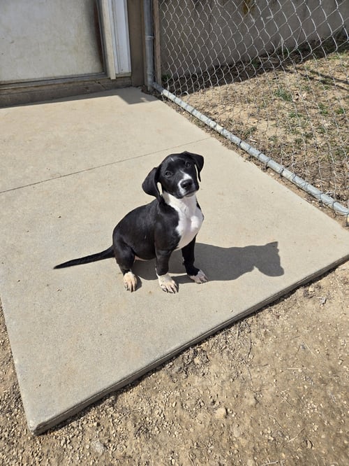 SISSY - Boxer available for adoption