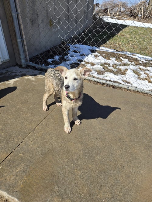 MAE - Shepherd / Husky available for adoption