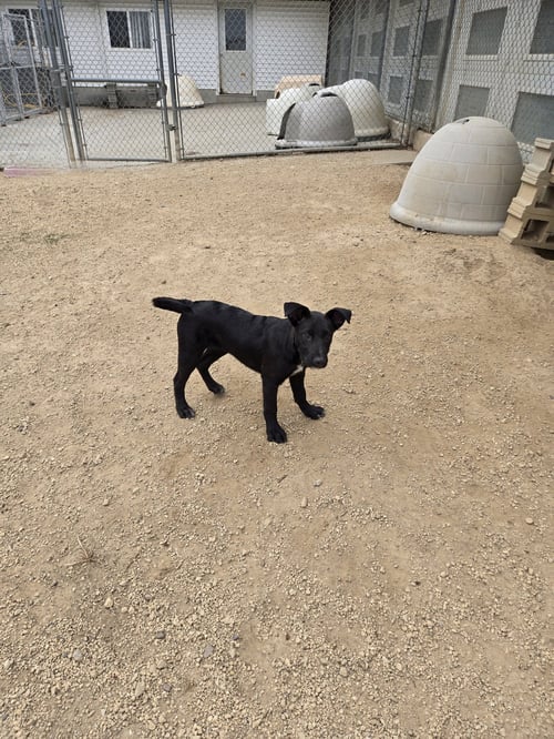 SYDNEY - Labrador Retriever available for adoption