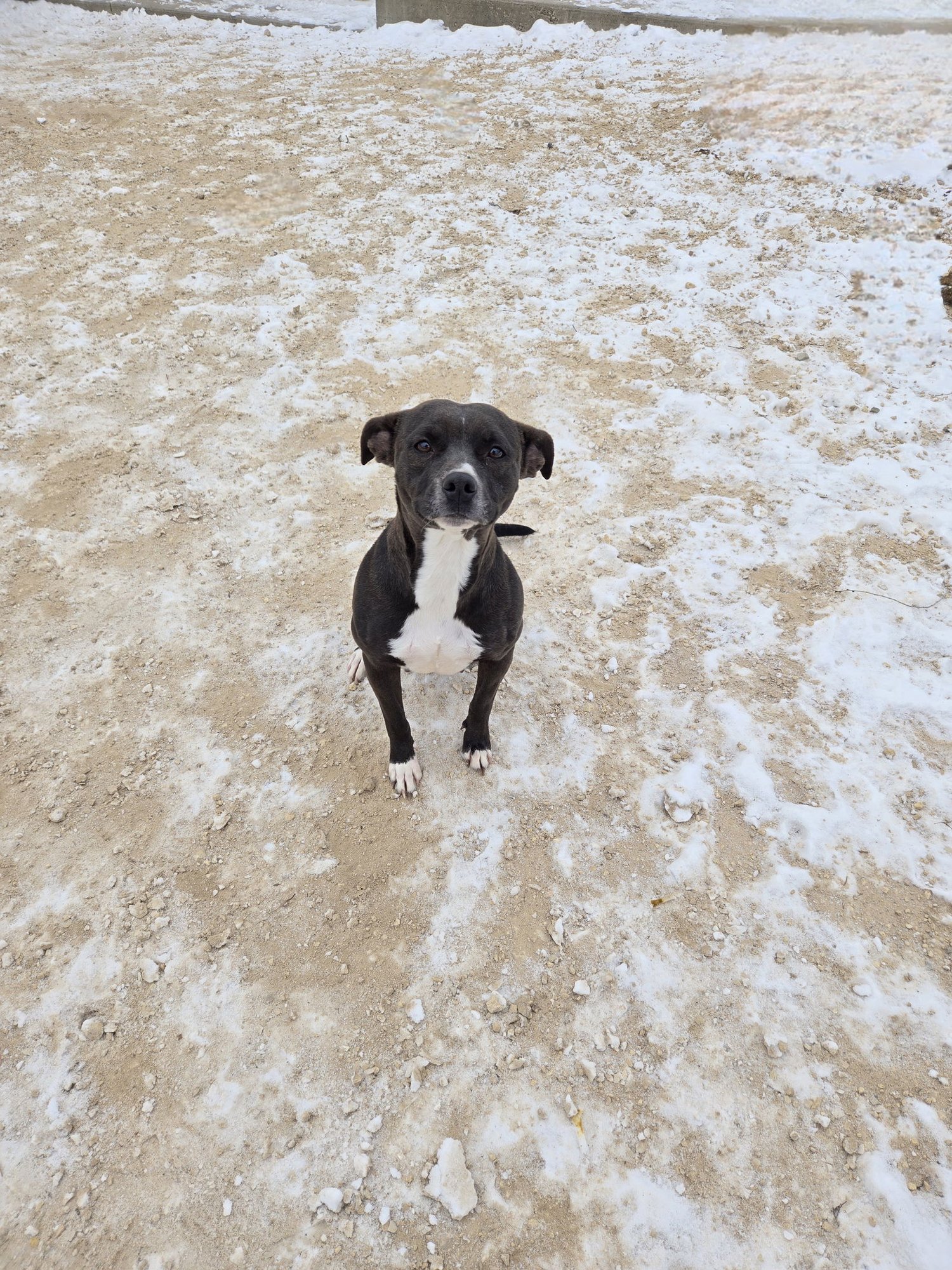 FRENCH FRY - Terrier available for adoption