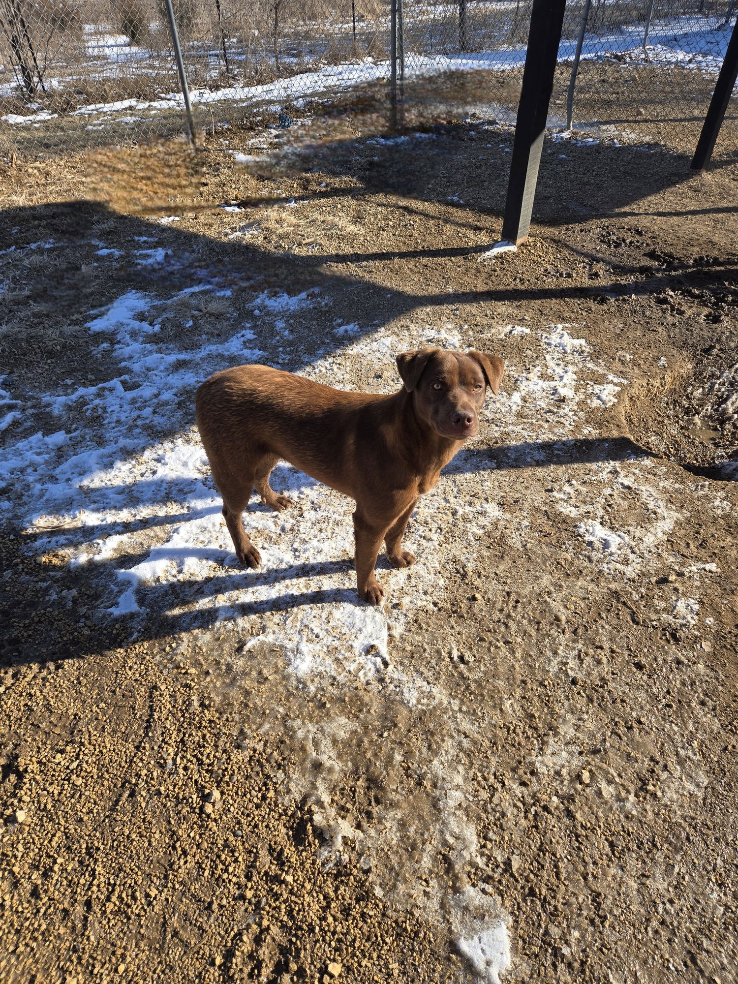 PETUNIA - Chocolate Labrador Retriever available for adoption