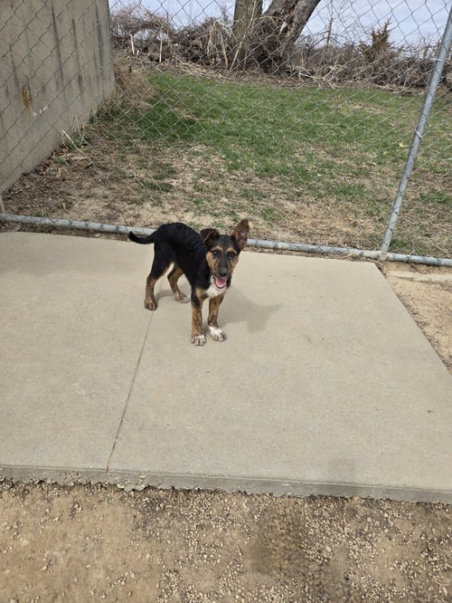 RUBY - Unknown available for adoption