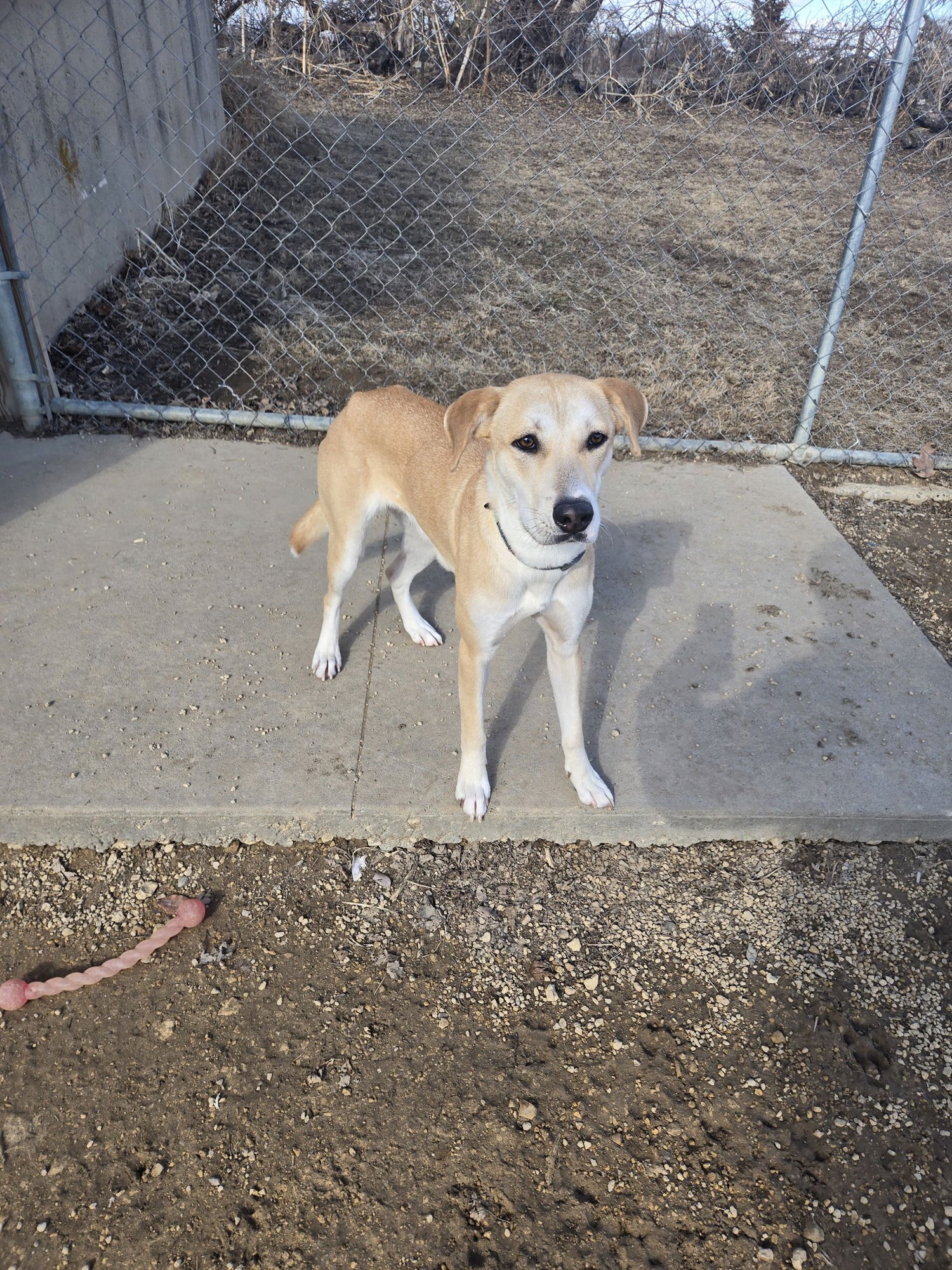 SADIE ROSE - Labrador Retriever available for adoption