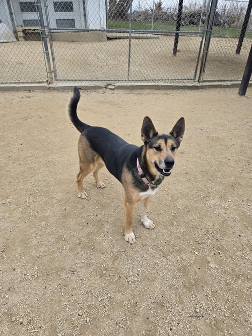 BEAR - Shepherd available for adoption