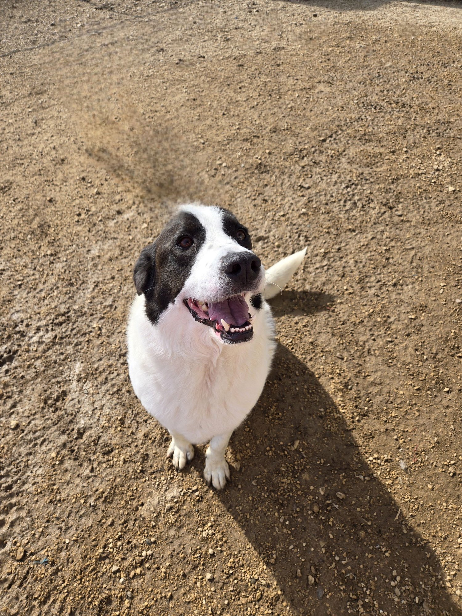 MAX - Great Pyrenees available for adoption