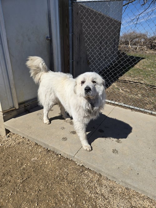 CASPER - Great Pyrenees available for adoption