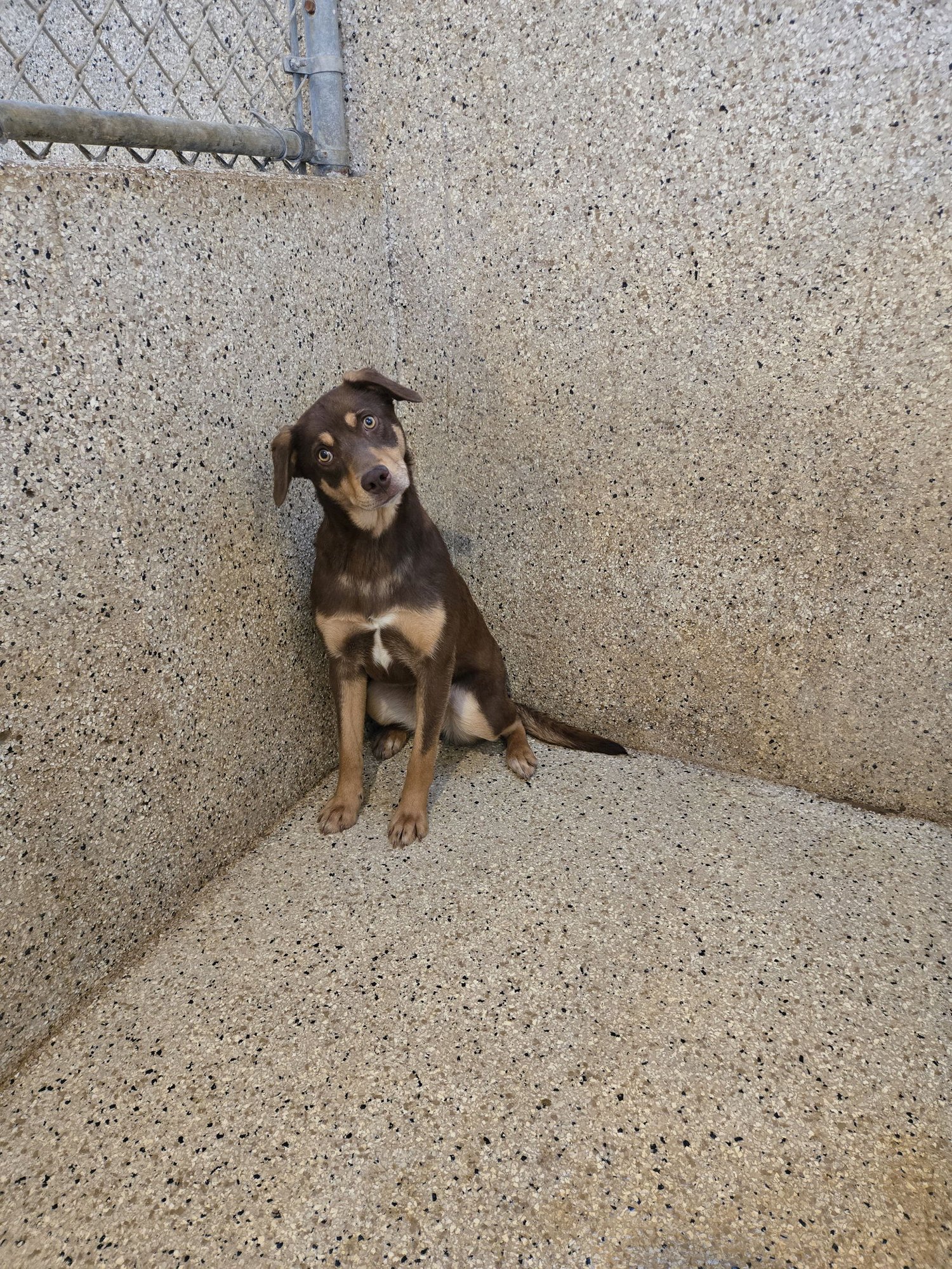 COCO - Chocolate Labrador Retriever available for adoption