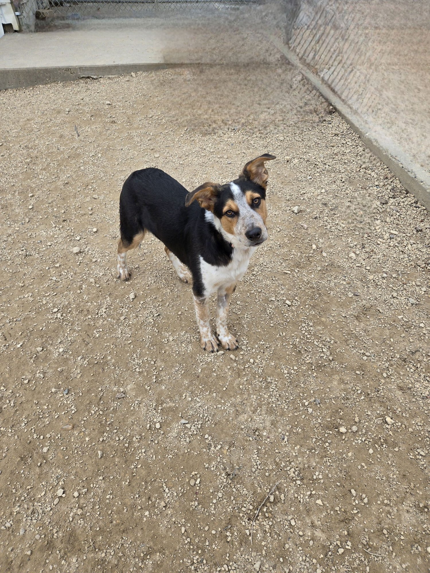 CHASE - Australian Shepherd available for adoption