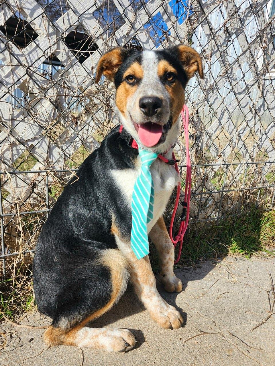 CHASE - Australian Shepherd available for adoption
