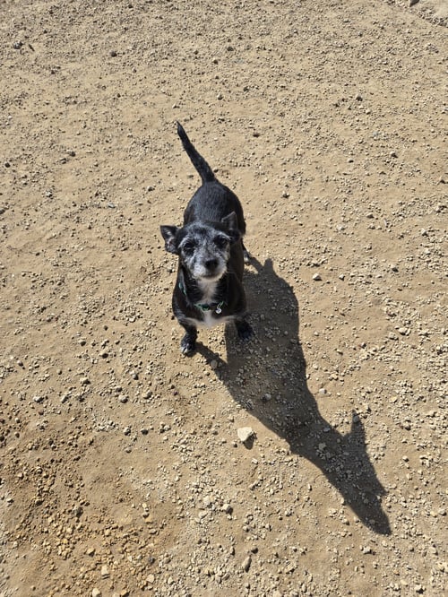 MOLLY - Chihuahua available for adoption