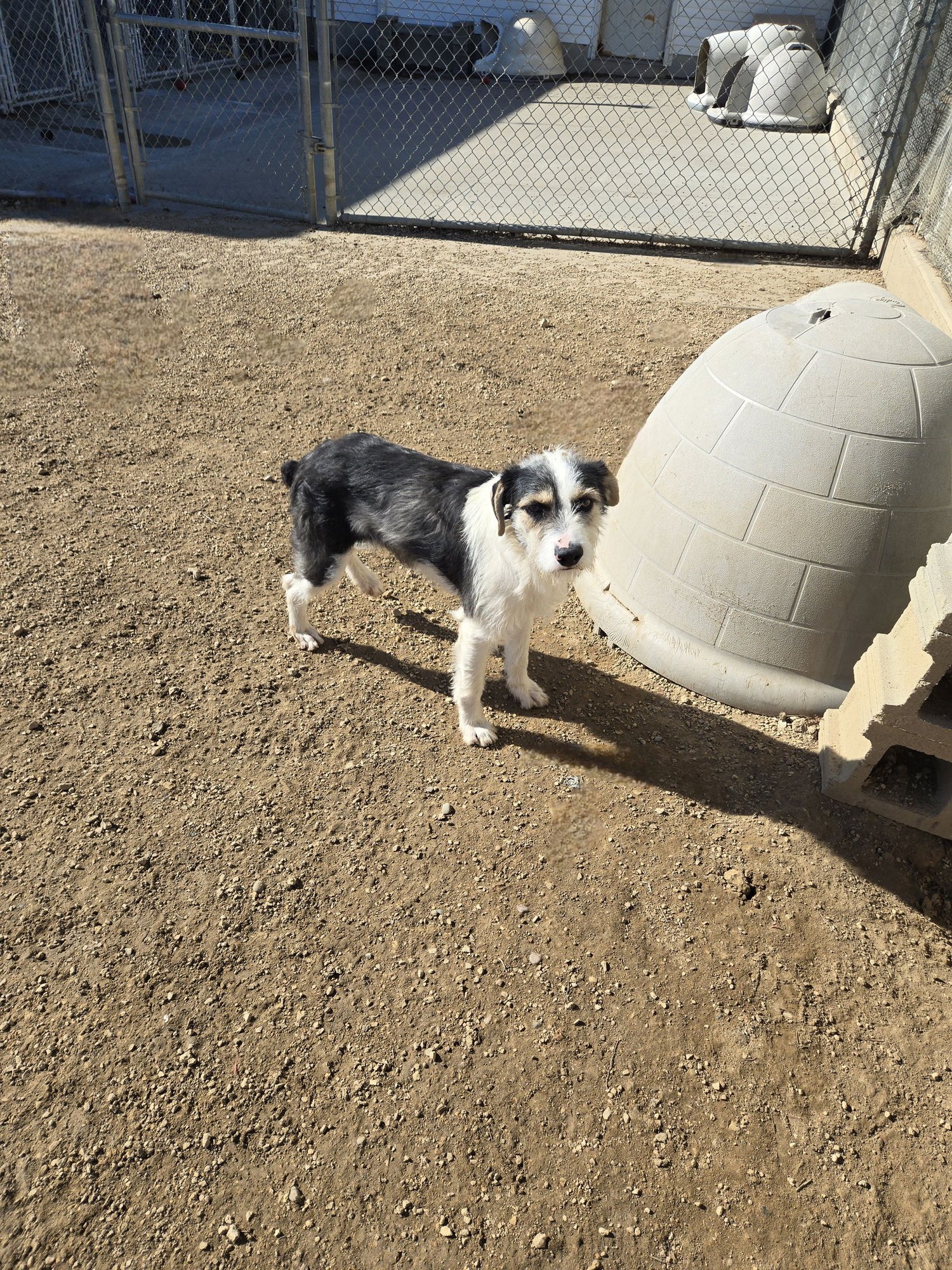 JIM MORA - Terrier available for adoption