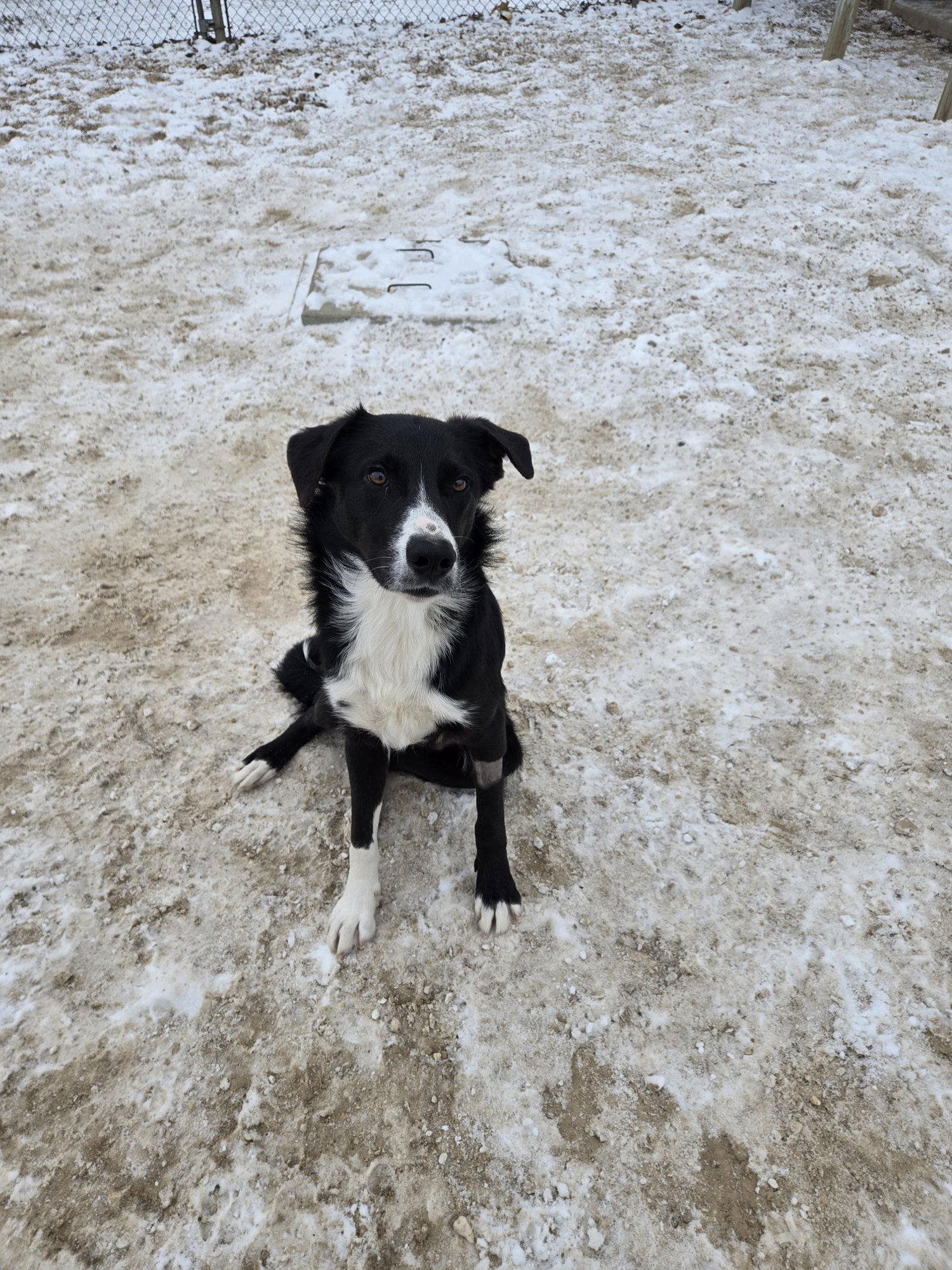 JACK - Border Collie available for adoption