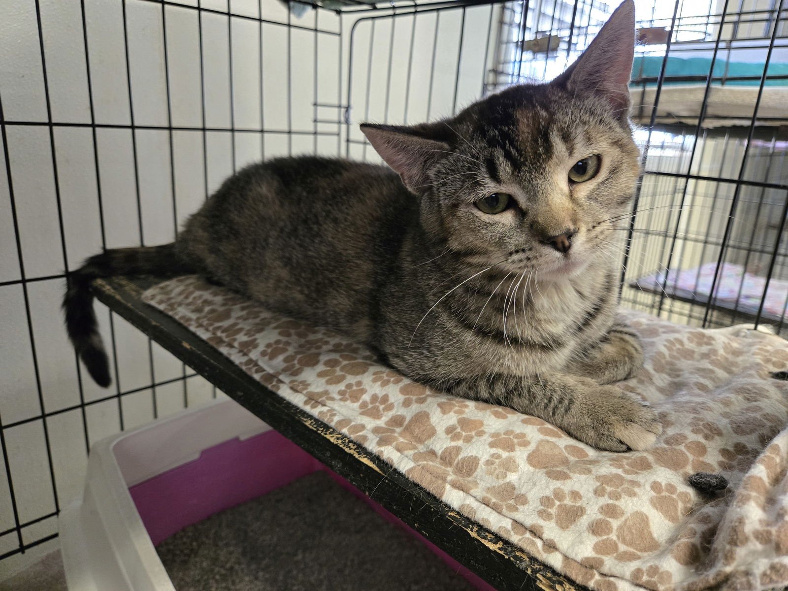 KATIE KAT - Calico / Tabby available for adoption