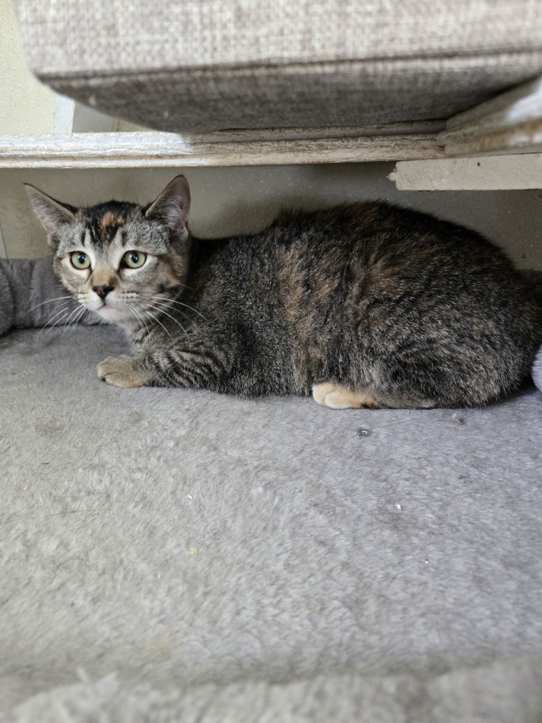 KATIE KAT - Calico / Tabby available for adoption