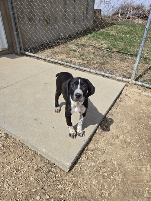 RIZZO - Boxer available for adoption