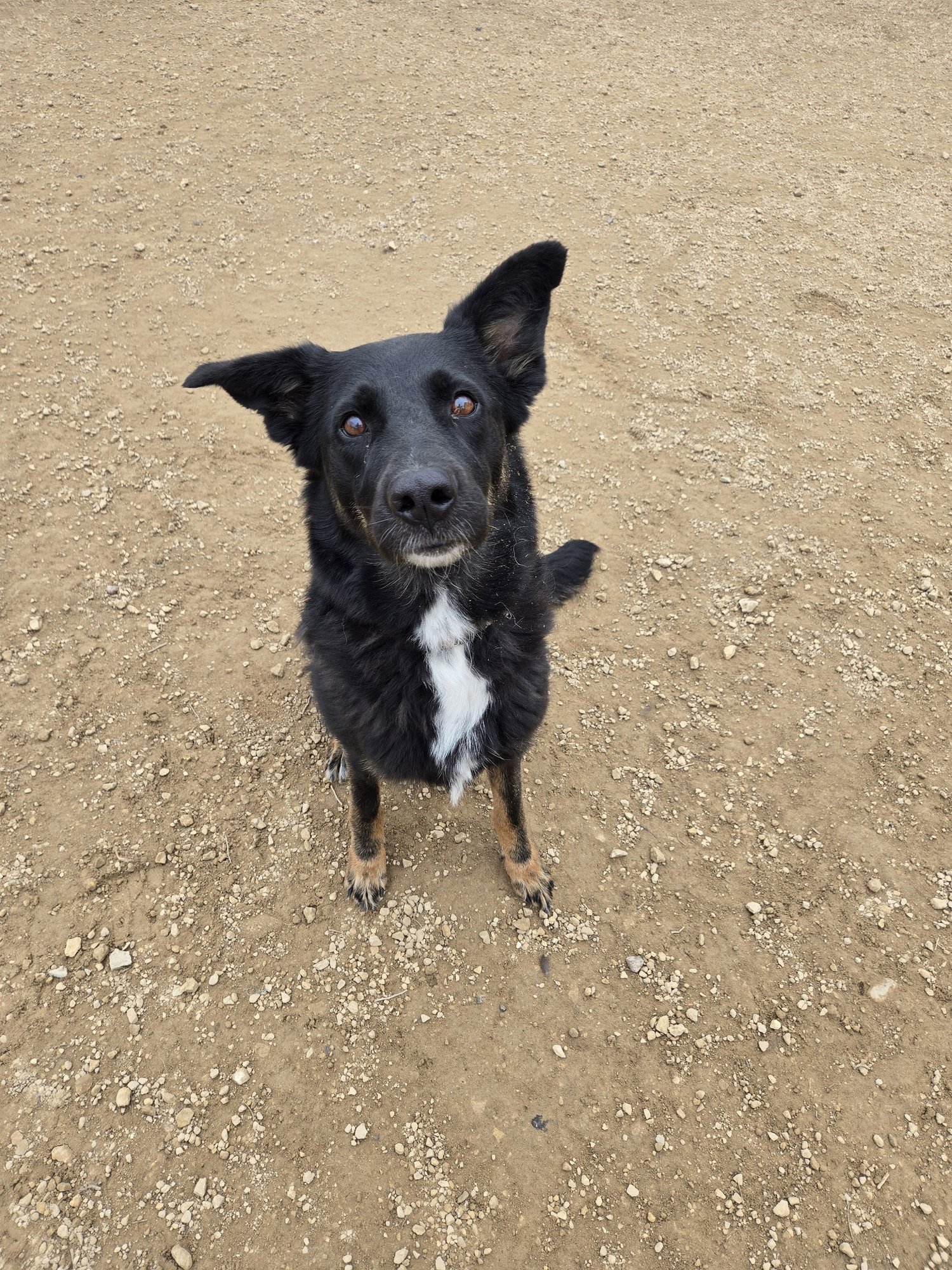 HINATA - Shepherd available for adoption