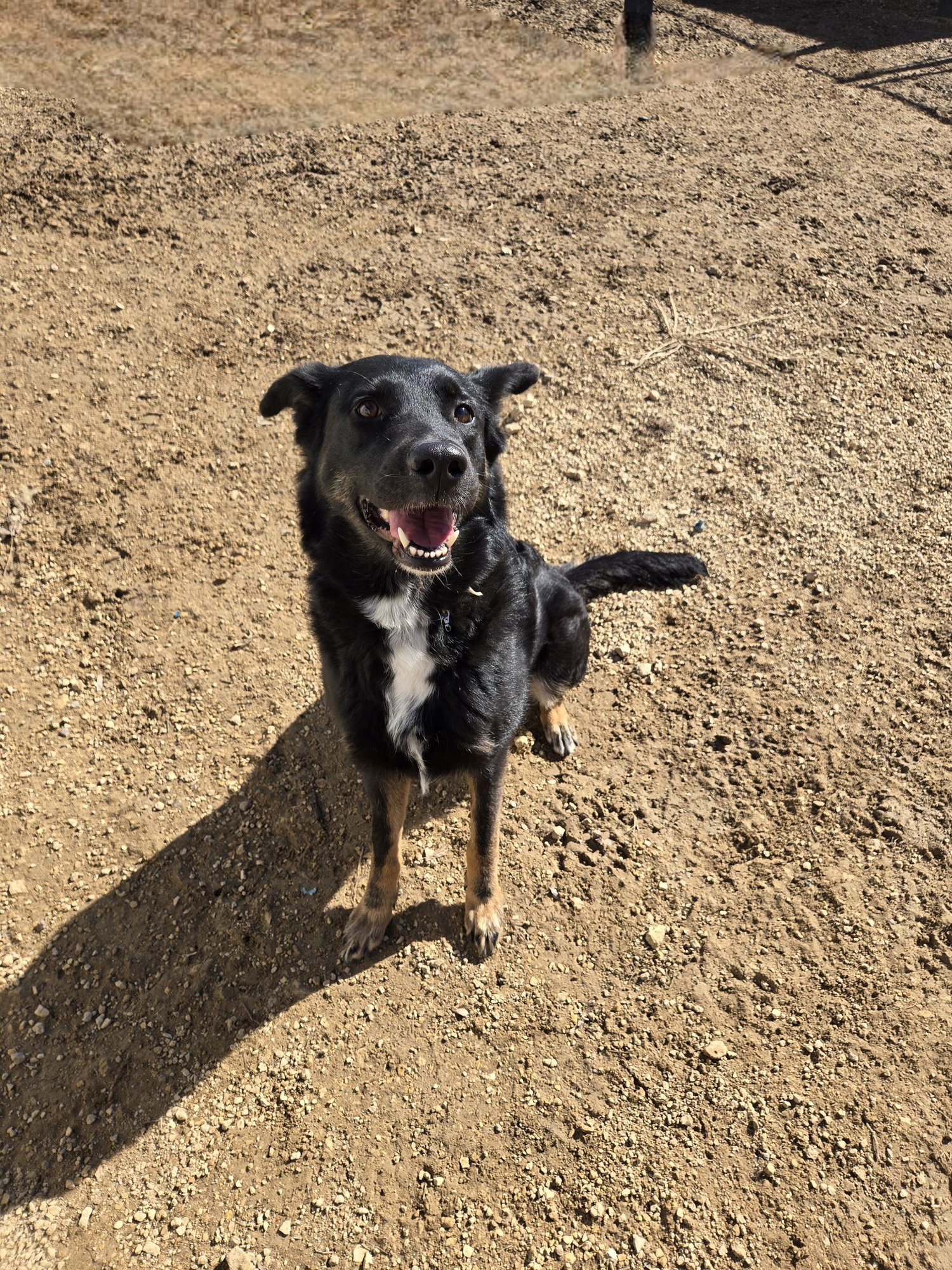 HINATA - Shepherd available for adoption