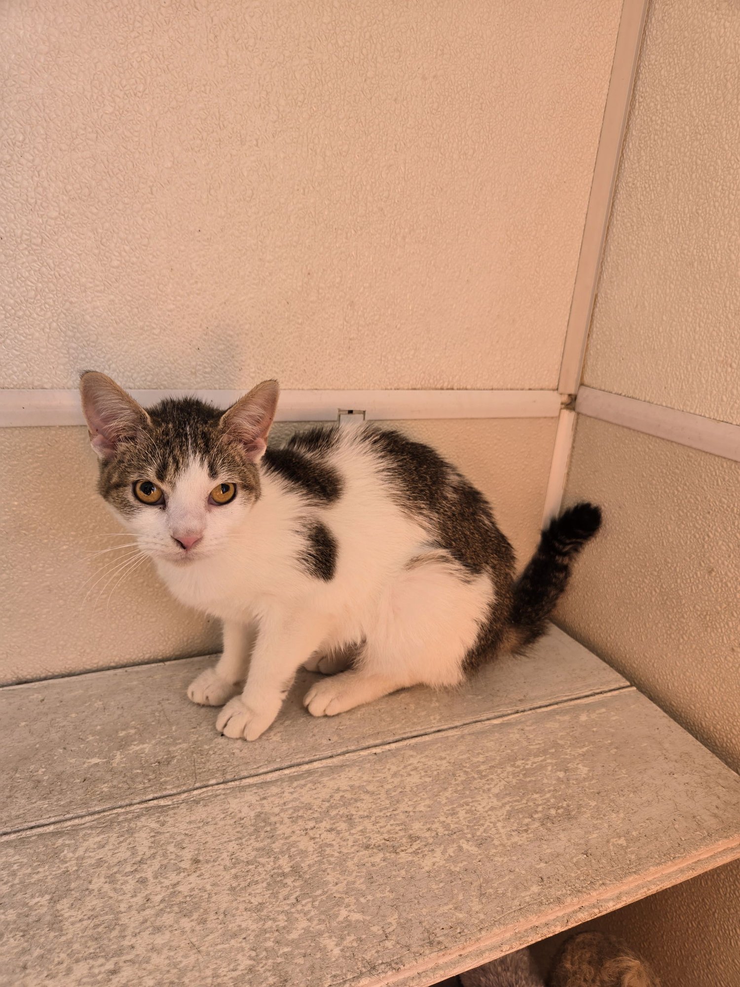 SPICY - Domestic Short Hair available for adoption