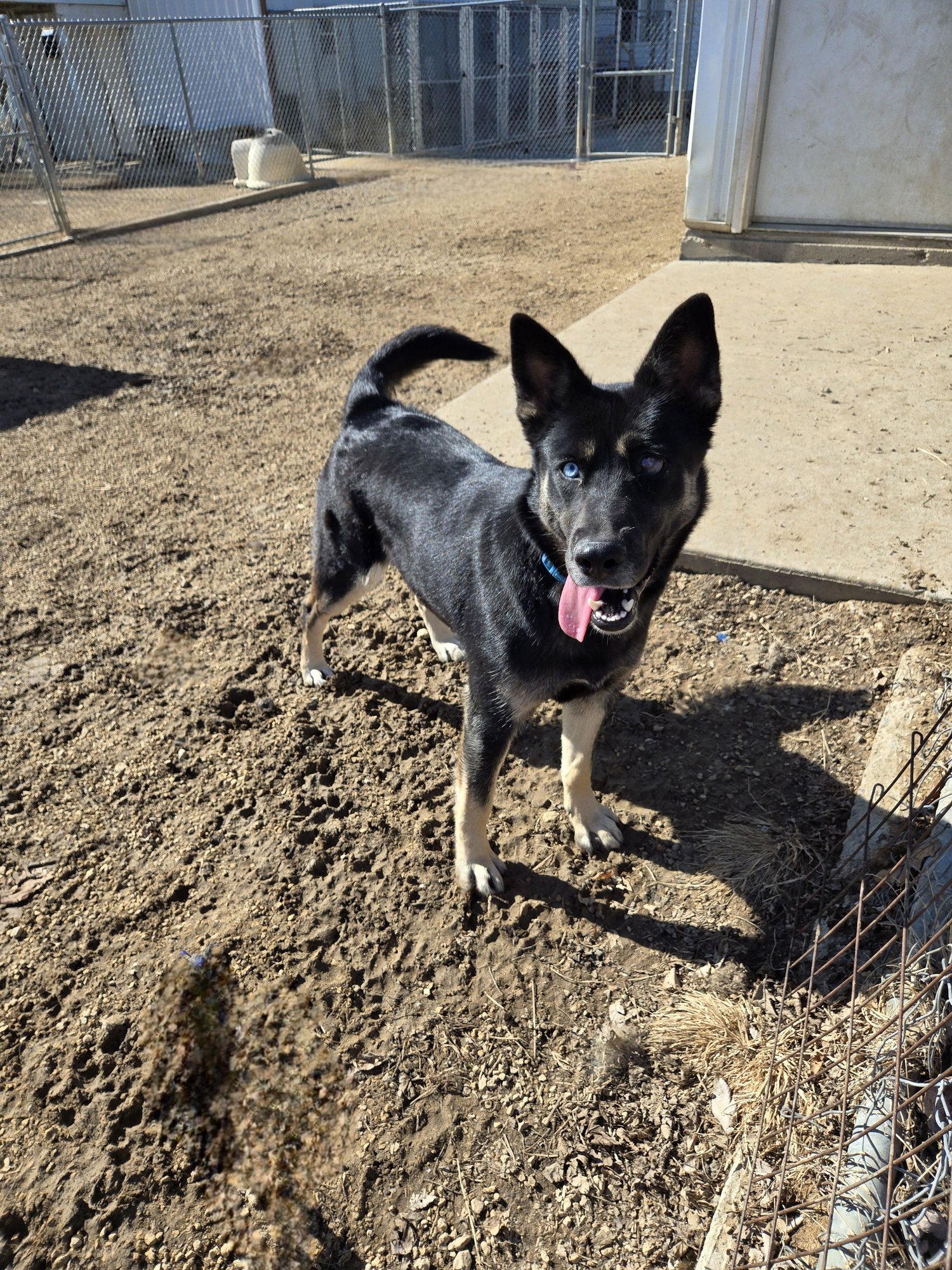 BLESSING - German Shepherd Dog available for adoption