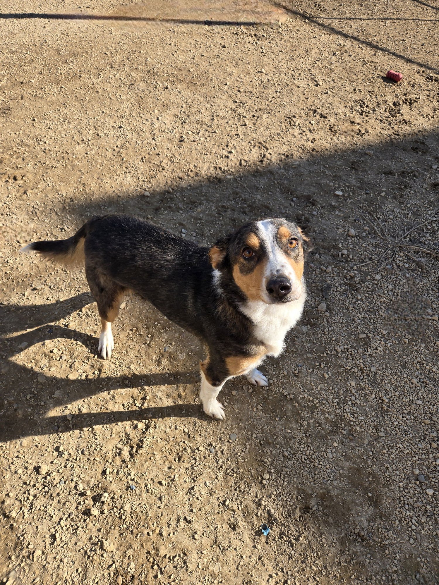 WAYLON - Unknown available for adoption