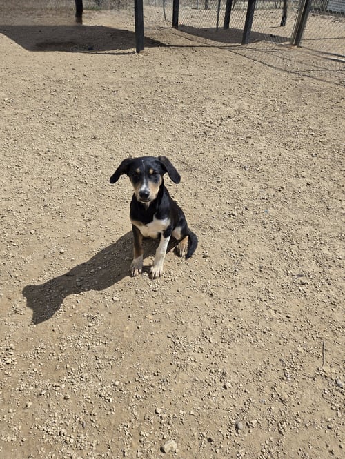 SAGE - Unknown available for adoption