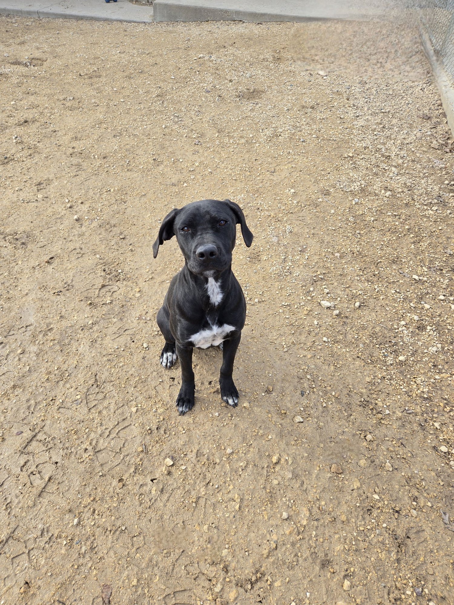 SHAKIRA - Labrador Retriever available for adoption