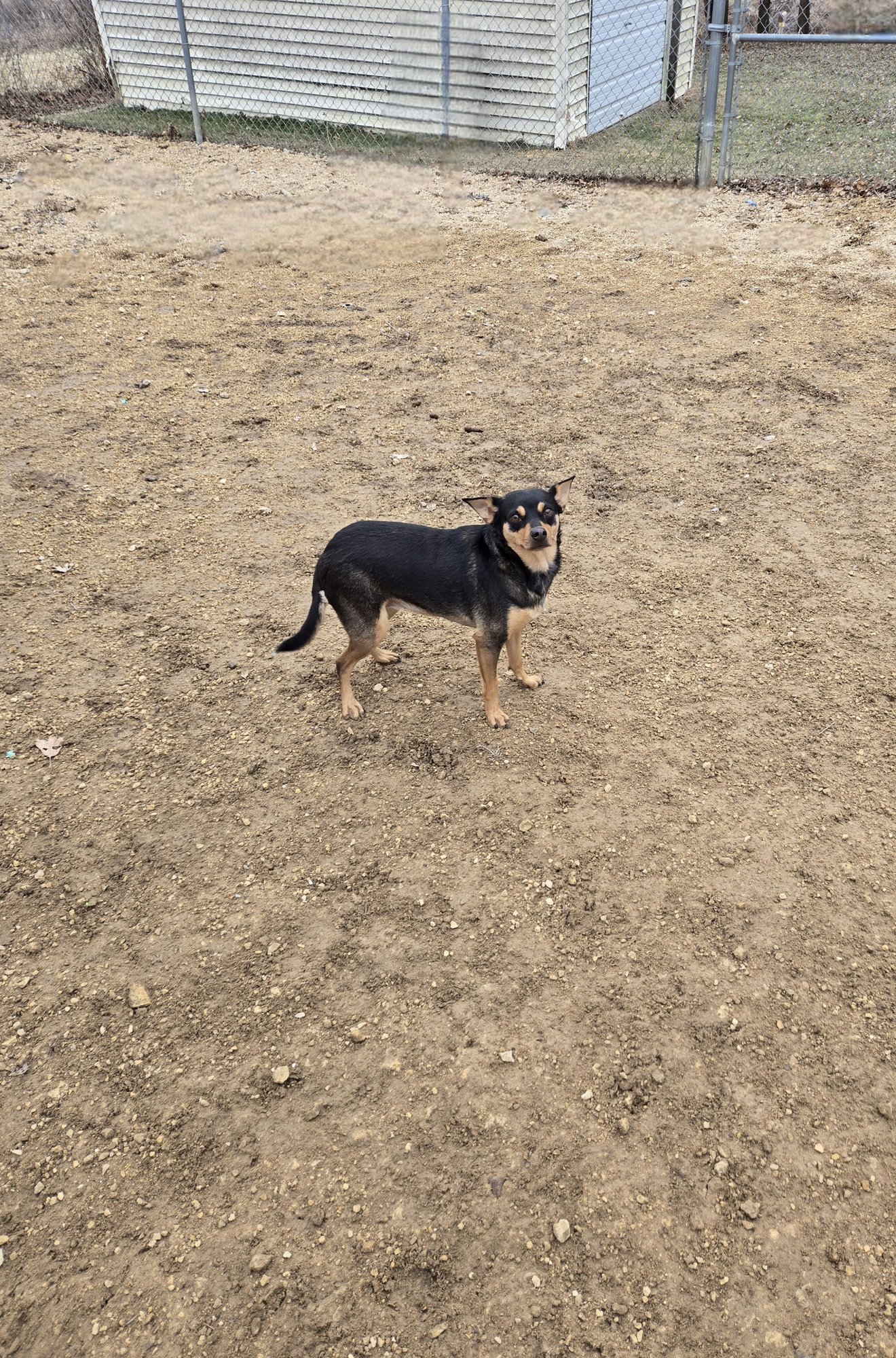 CONNIE - Miniature Pinscher / Chihuahua available for adoption