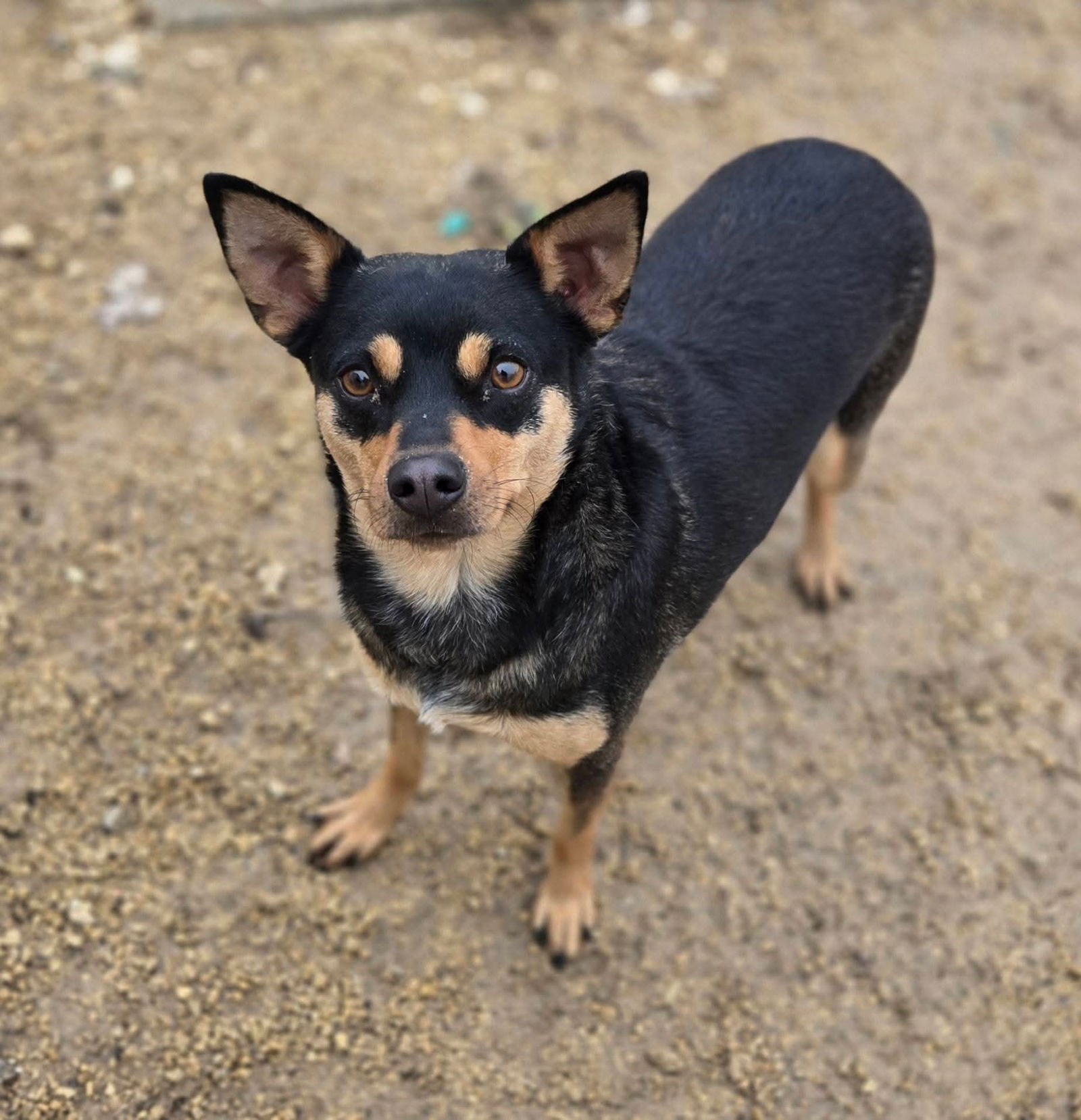CONNIE - Miniature Pinscher / Chihuahua available for adoption