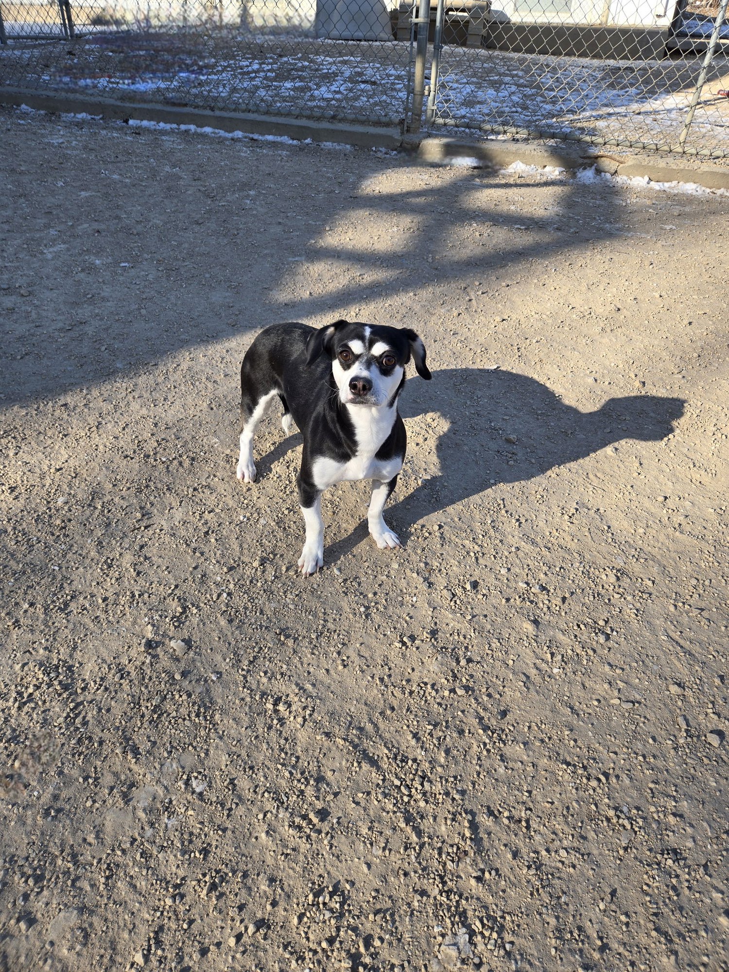 MAYMAY - Chihuahua / Dachshund available for adoption