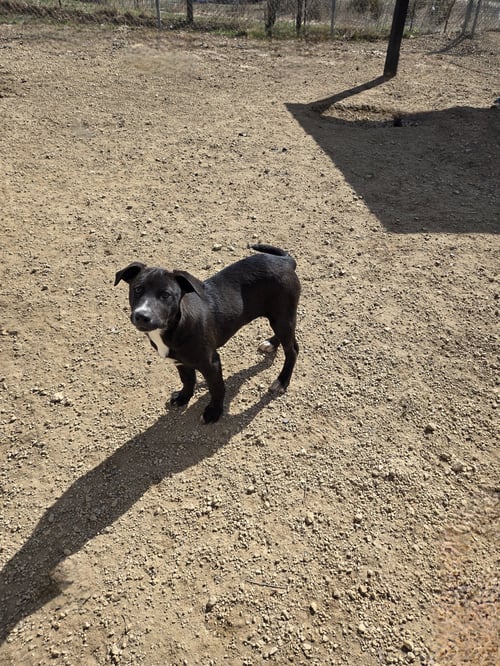 TESIA - Labrador Retriever available for adoption