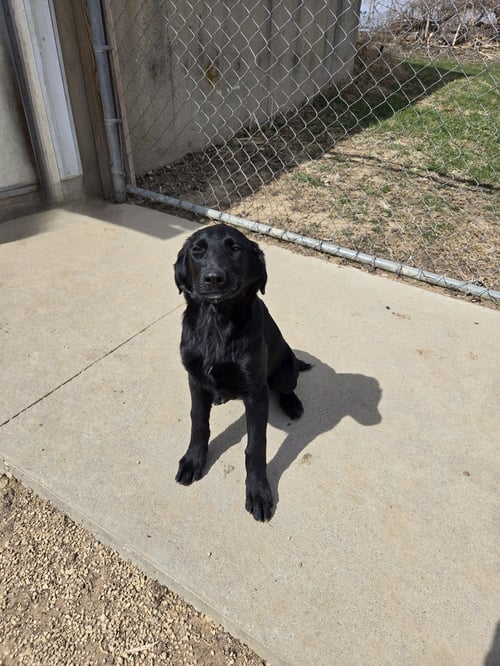 KIMBER - Labrador Retriever available for adoption