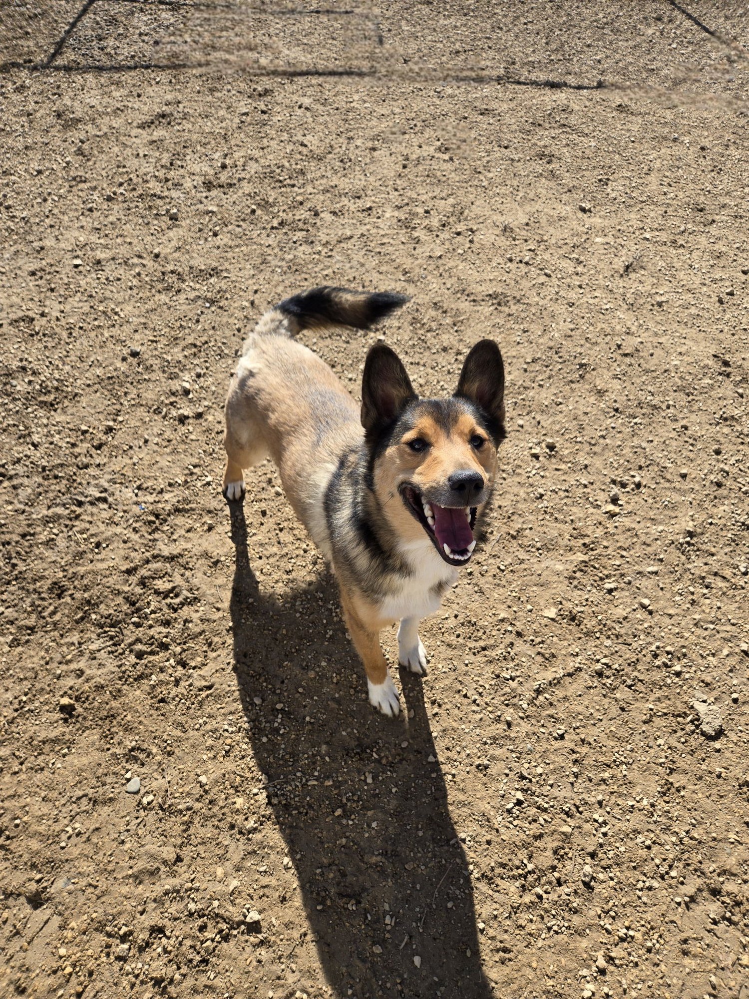 MARCO - Unknown available for adoption