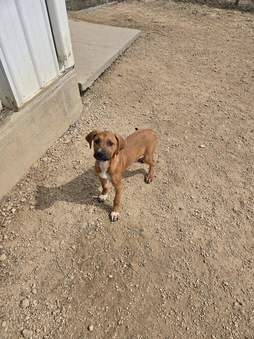 SAMANTHA - Boxer available for adoption