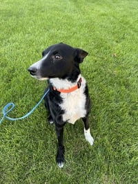 Jesse (a courtesy listing in Northern IL) - Photo 1