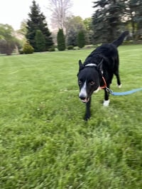 Jesse (a courtesy listing in Northern IL) - Photo 2
