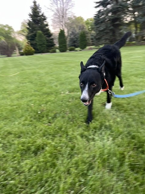 JESSE (A COURTESY LISTING IN NORTHERN IL) - Border Collie available for adoption