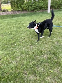 Jesse (a courtesy listing in Northern IL) - Photo 3