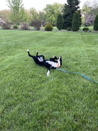 Jesse (a courtesy listing in Northern IL) - Photo 4