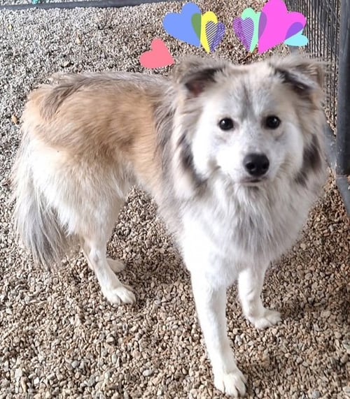 KLAUS - Australian Shepherd / Spitz for adoption in Scranton