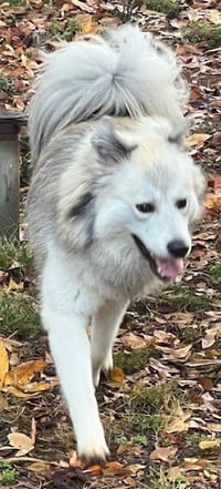 Klaus - Photo 4