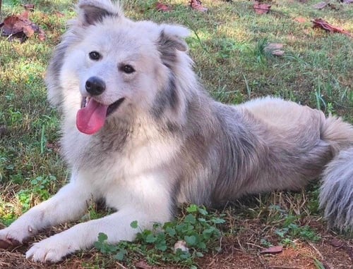 KLAUS - Australian Shepherd / Spitz available for adoption