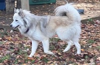 Klaus - Photo 3