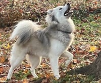 Klaus - Photo 5