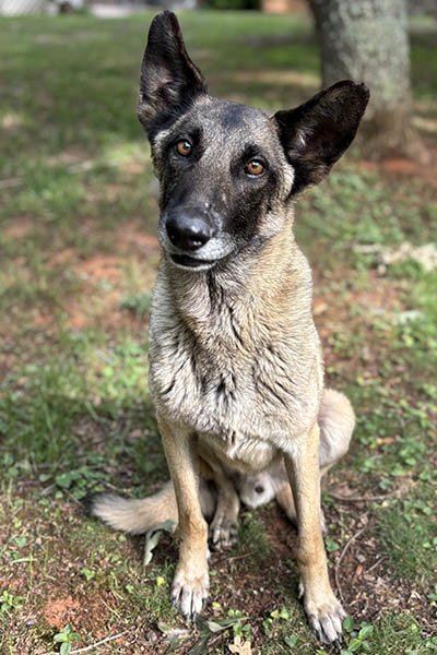 RICHARD - Belgian Shepherd Malinois available for adoption