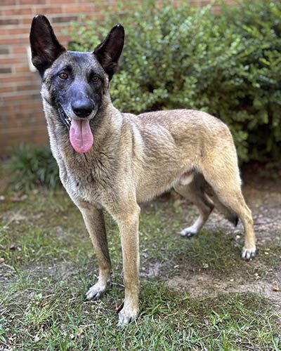 RICHARD - Belgian Shepherd Malinois for adoption in Scranton