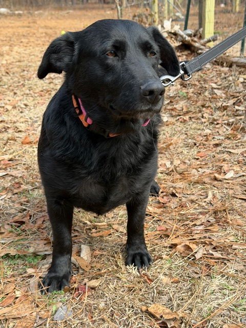 DAISY (DWARF) - Labrador Retriever / German Shepherd Dog for adoption in Scranton