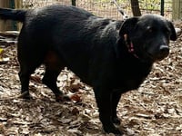 Daisy (dwarf) - Photo 3