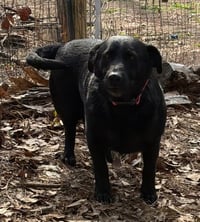 Daisy (dwarf) - Photo 2